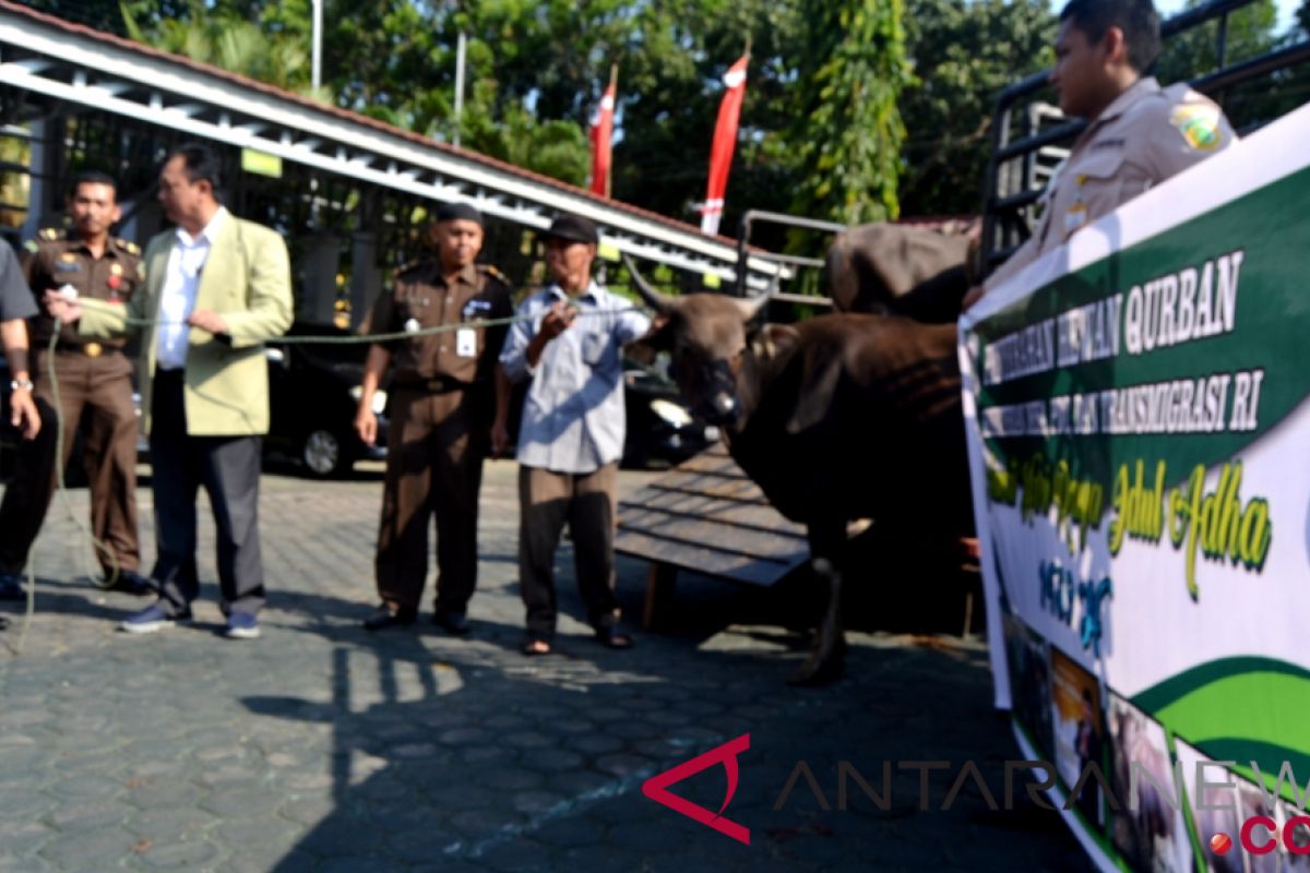 Kemendes PDTT serahkan tujuh ekor sapi kurban di Bengkulu