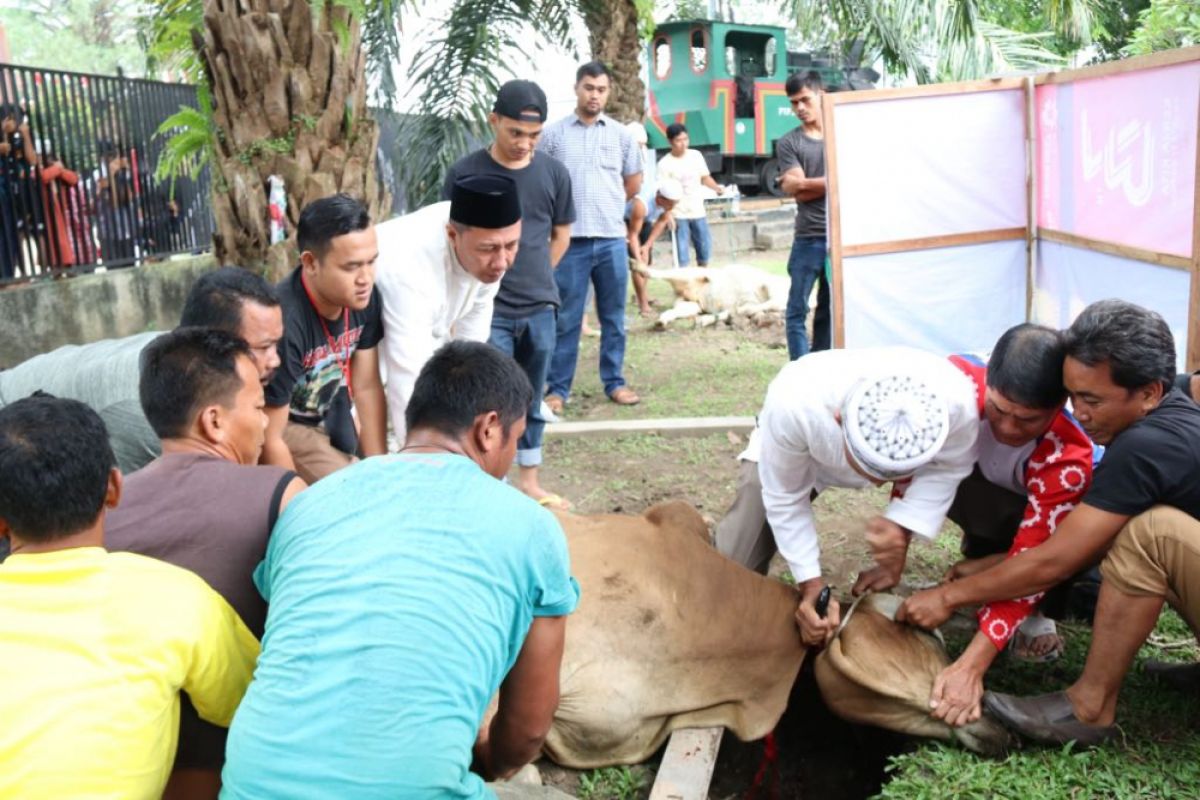 PTPN IV Qurbankan 14 Sapi dan Satu dari Holding Perkebunan Nusantara