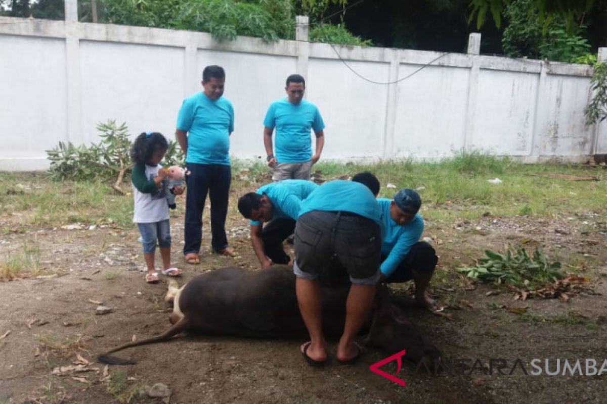 Wujud toleransi, bupati badung serahkan hewan kurban