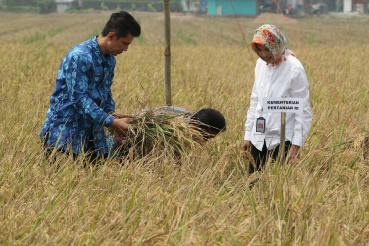 Distan Karawang: Produksi padi selama kemarau normal