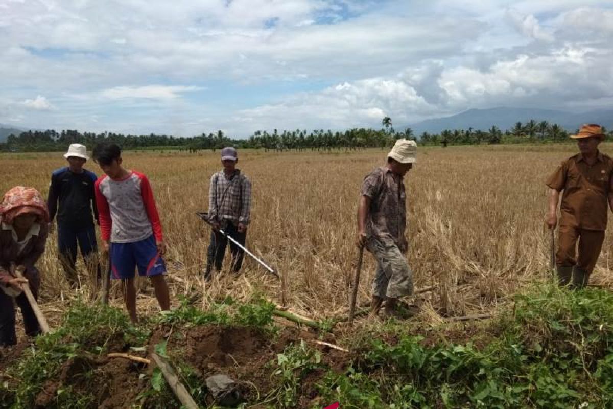 Gropyokan kendalikan hama tikus di Sayur Matinggi