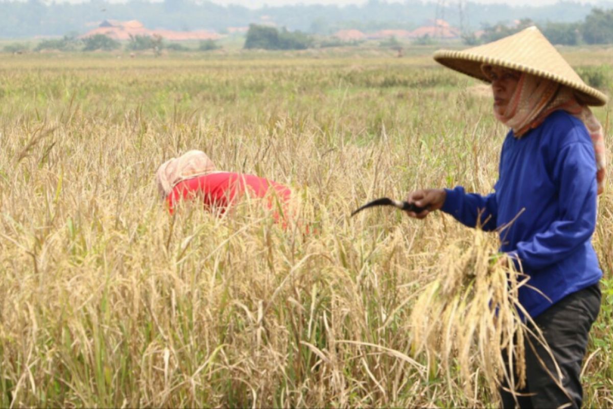 Petani Karawang berhasil kendalikan ancaman puso