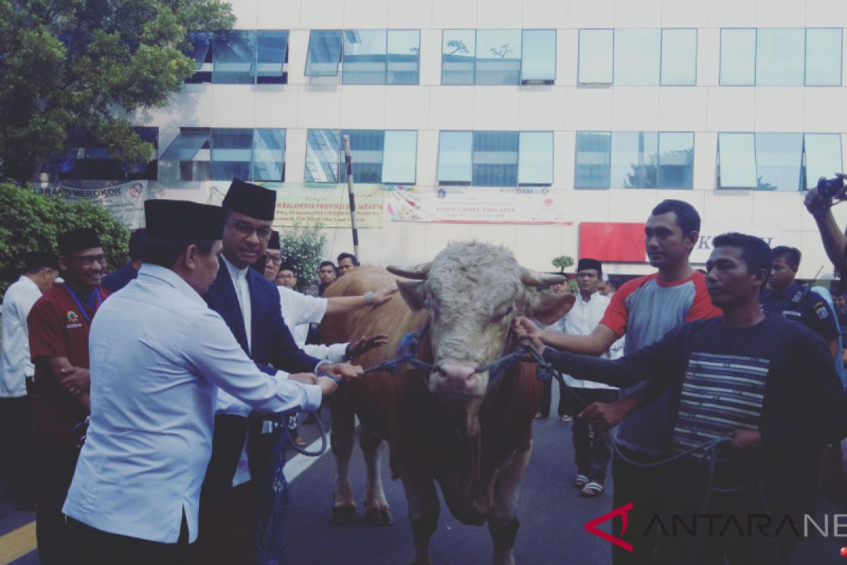 Anies serahkan Sapi Limousin ke panitia kurban