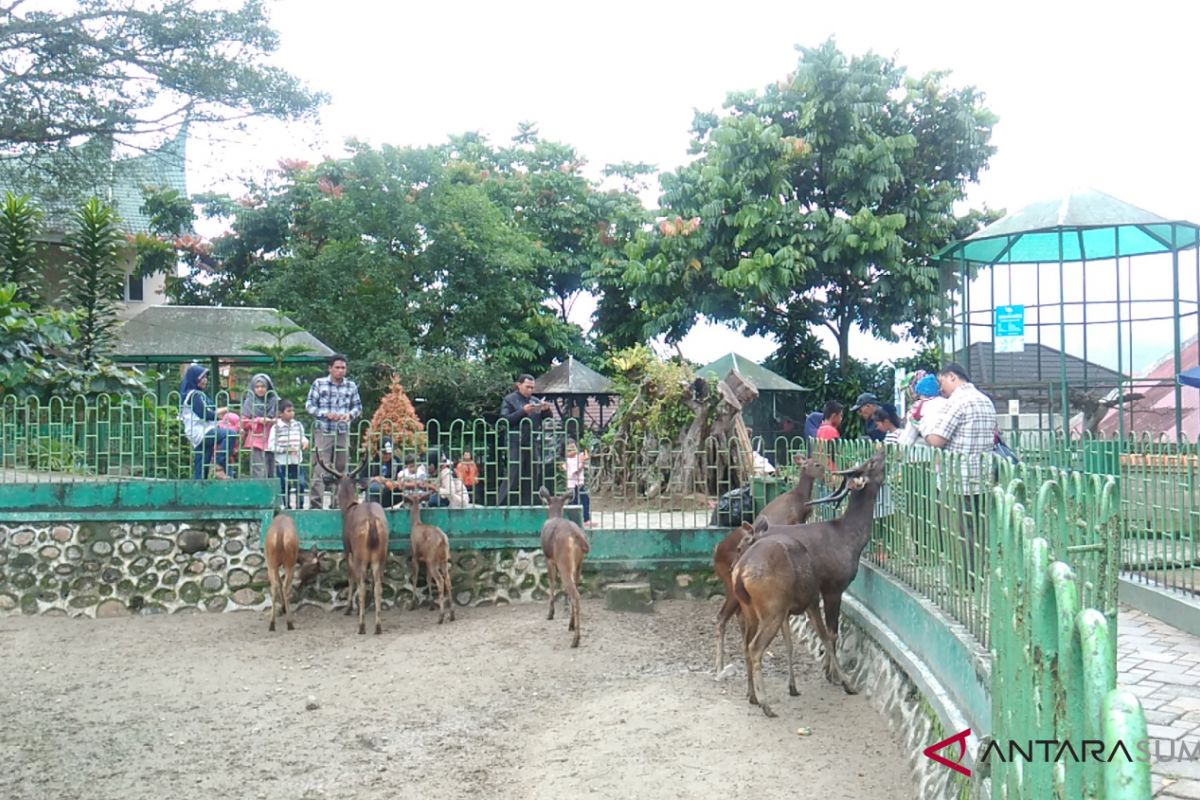 Perhatian, ada penghuni baru di kebun binatang Bukittinggi