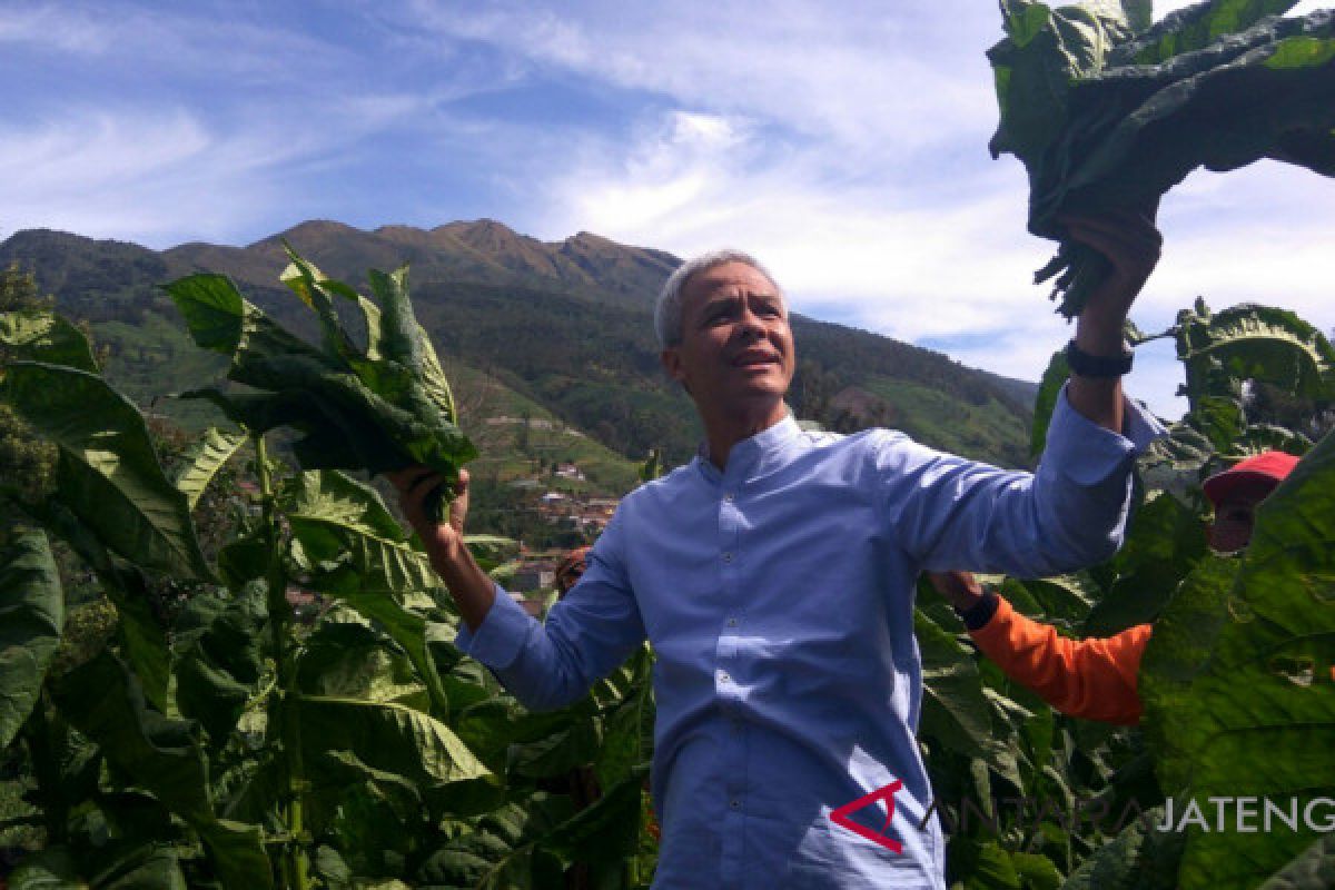 Ganjar pasang badan lindungi petani tembakau