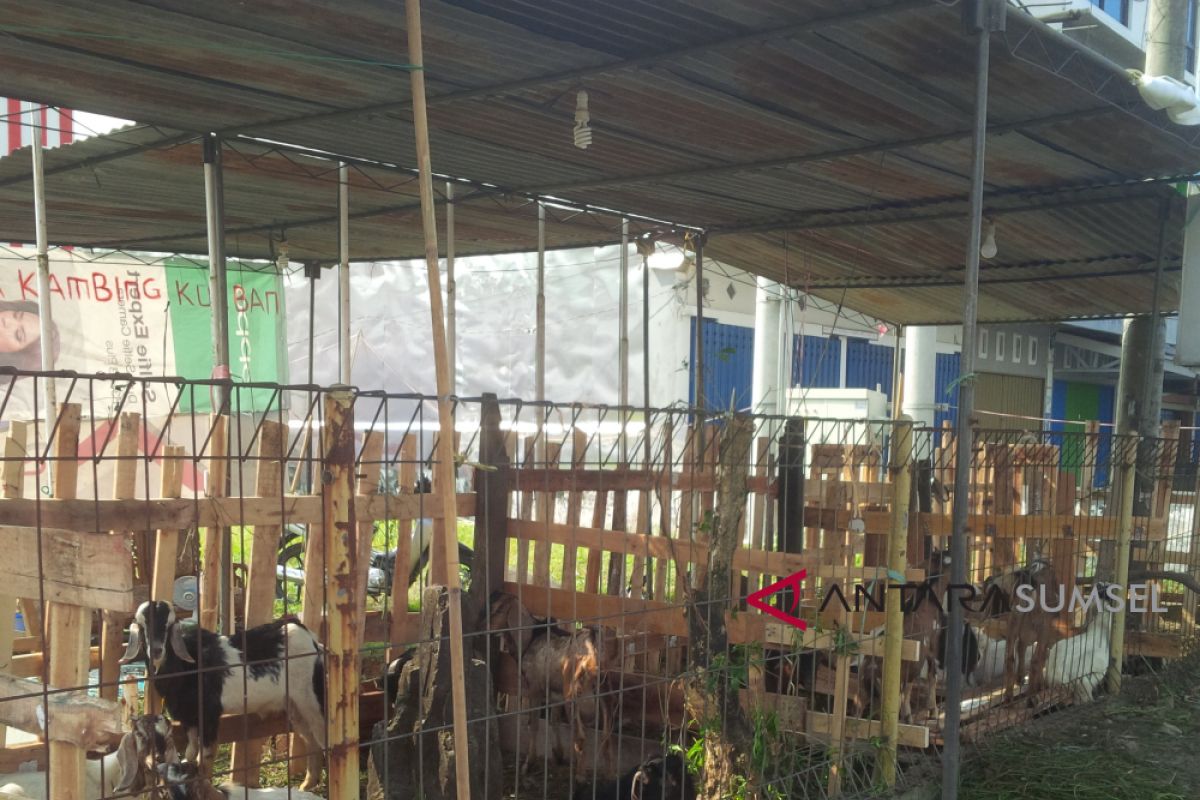 Pedagang hewan qurban mulai bermunculan di Palembang