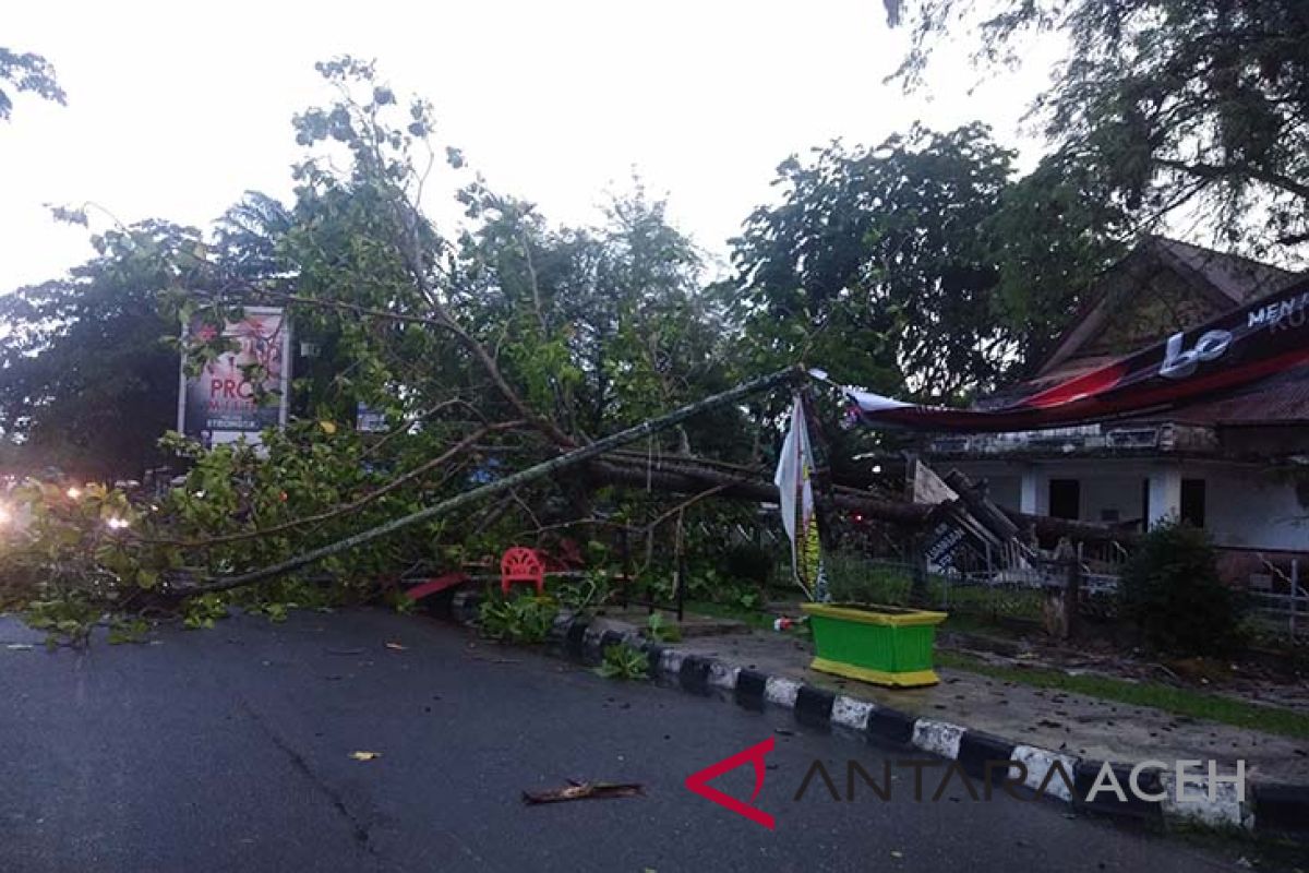 Sejumlah pohon tumbang di Langsa akibat hujan badai