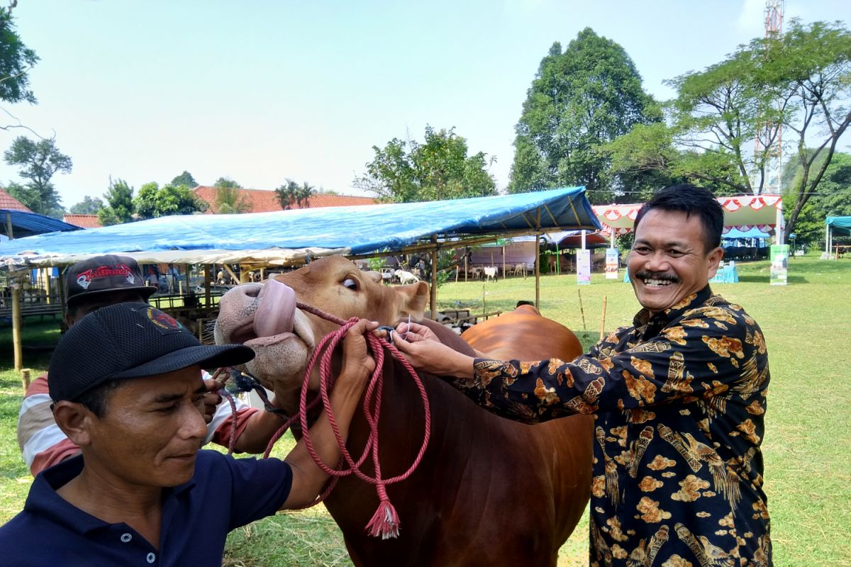 Bogor kesulitan dirikan bursa hewan kurban kecamatan