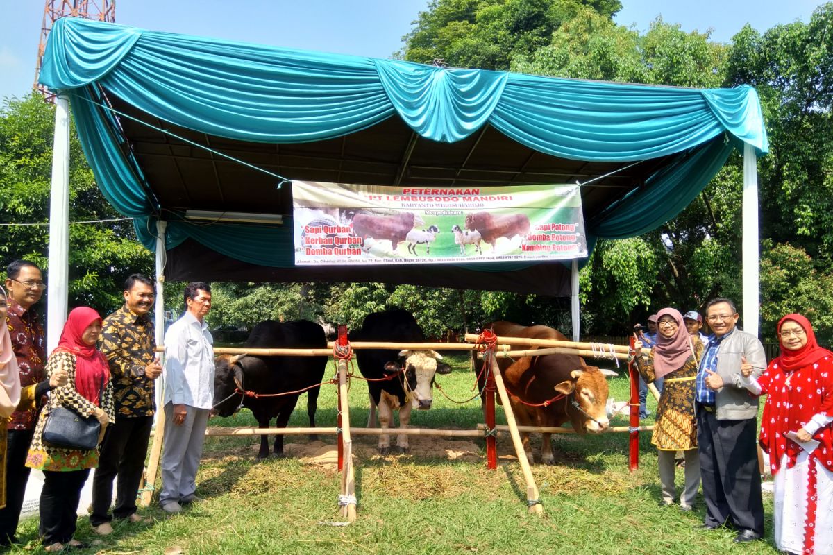 Distan Bogor gandeng Puslitbangnak periksa hewan kurban