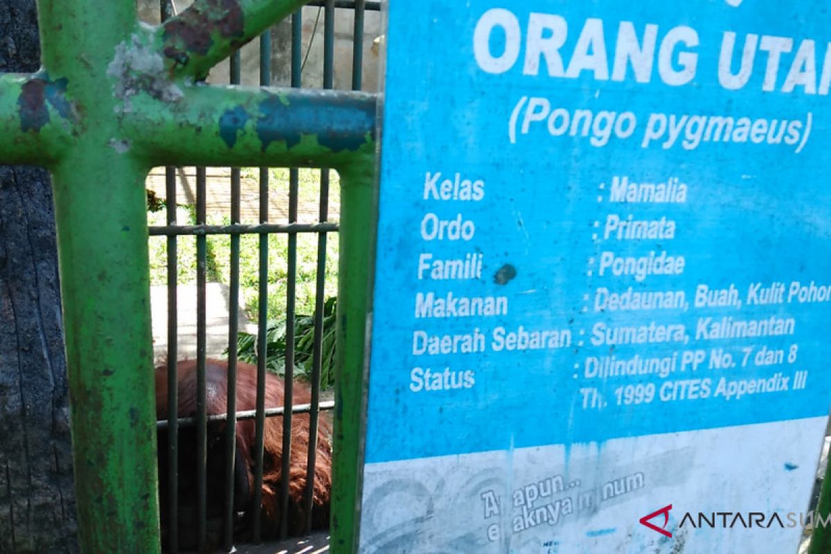 Seekor orang utan koleksi TMSBK Bukittinggi mati karena komplikasi