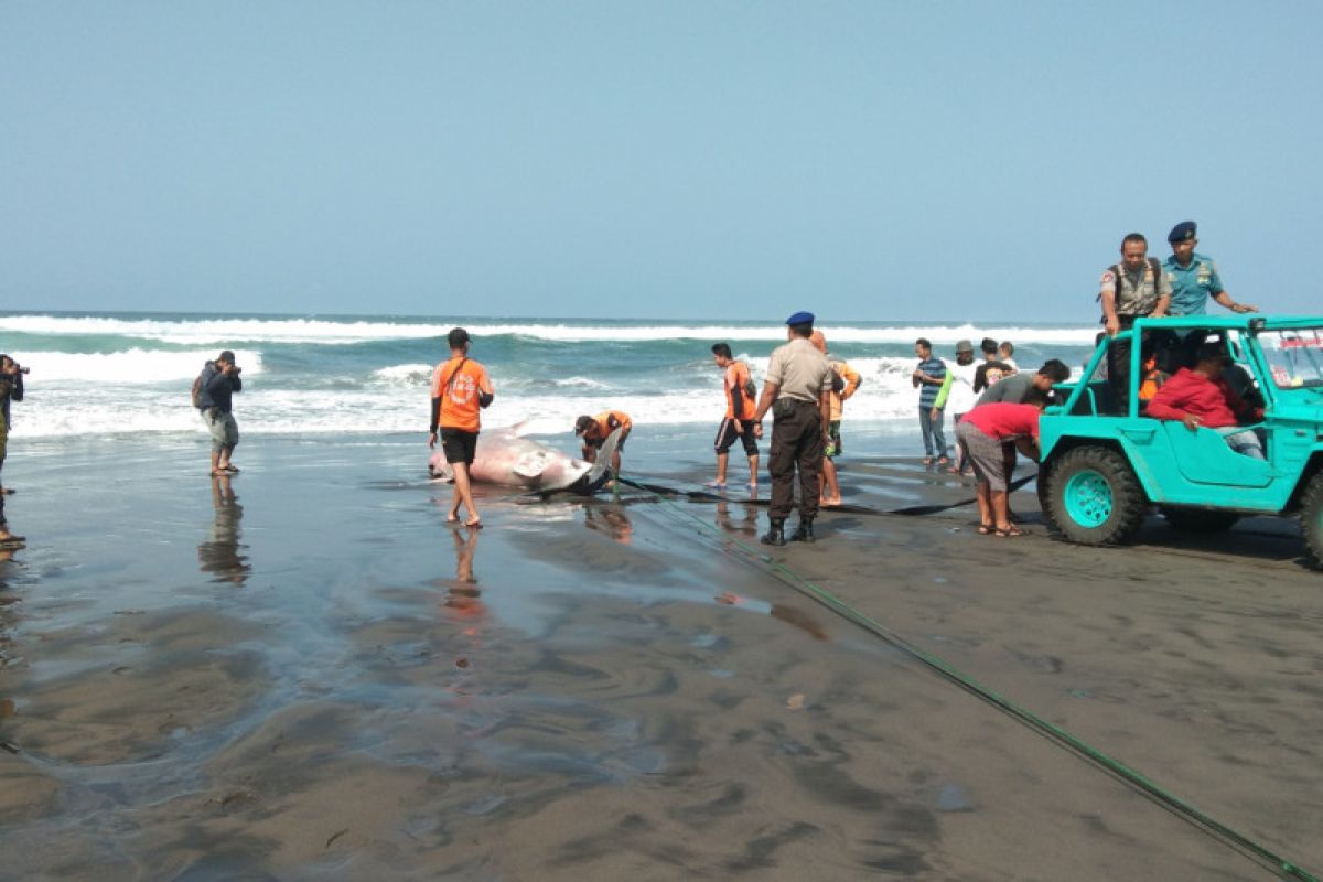 Tiga mobil dikerahkan untuk menarik hiu terdampar