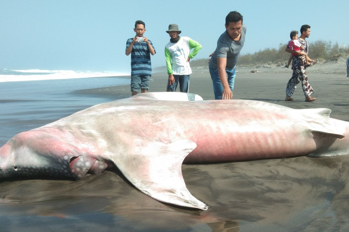 Ikan hiu seberat satu ton terdampar di Pantai Parangkusumo