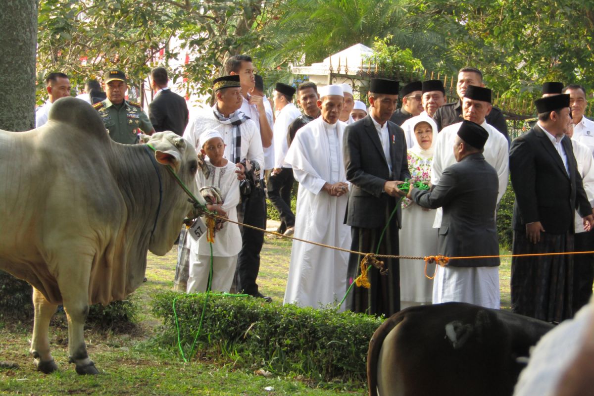 Presiden Jokowi berkurban sapi di Masjid Sunda Kelapa