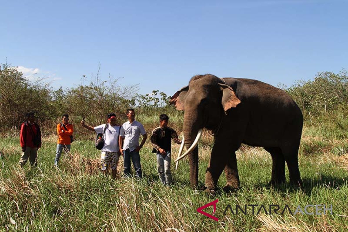 BKSDA Aceh lepas gajah liar ke hutan lindung