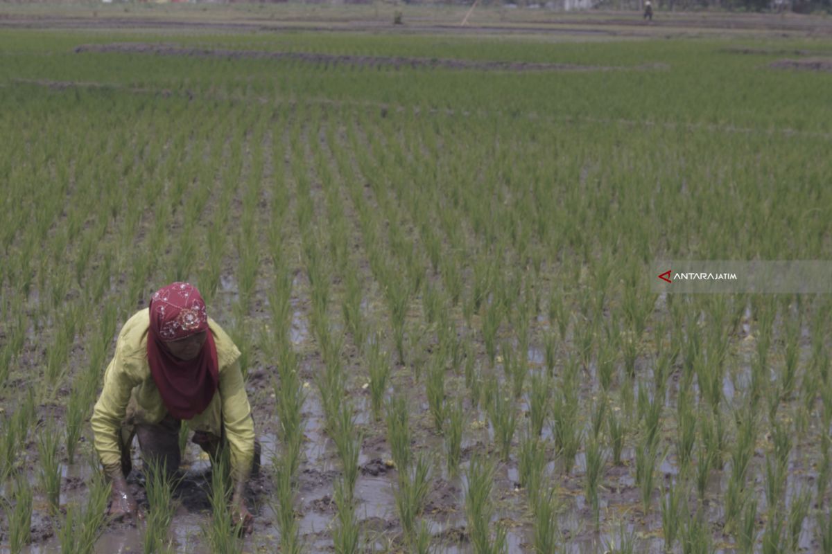 Pemkab Malang Uji Coba Bibit Padi Hibrida