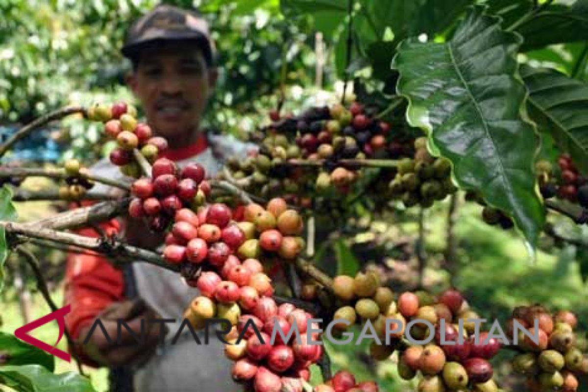 Kementan siapkan SDM perkebunan kopi lebih profesional