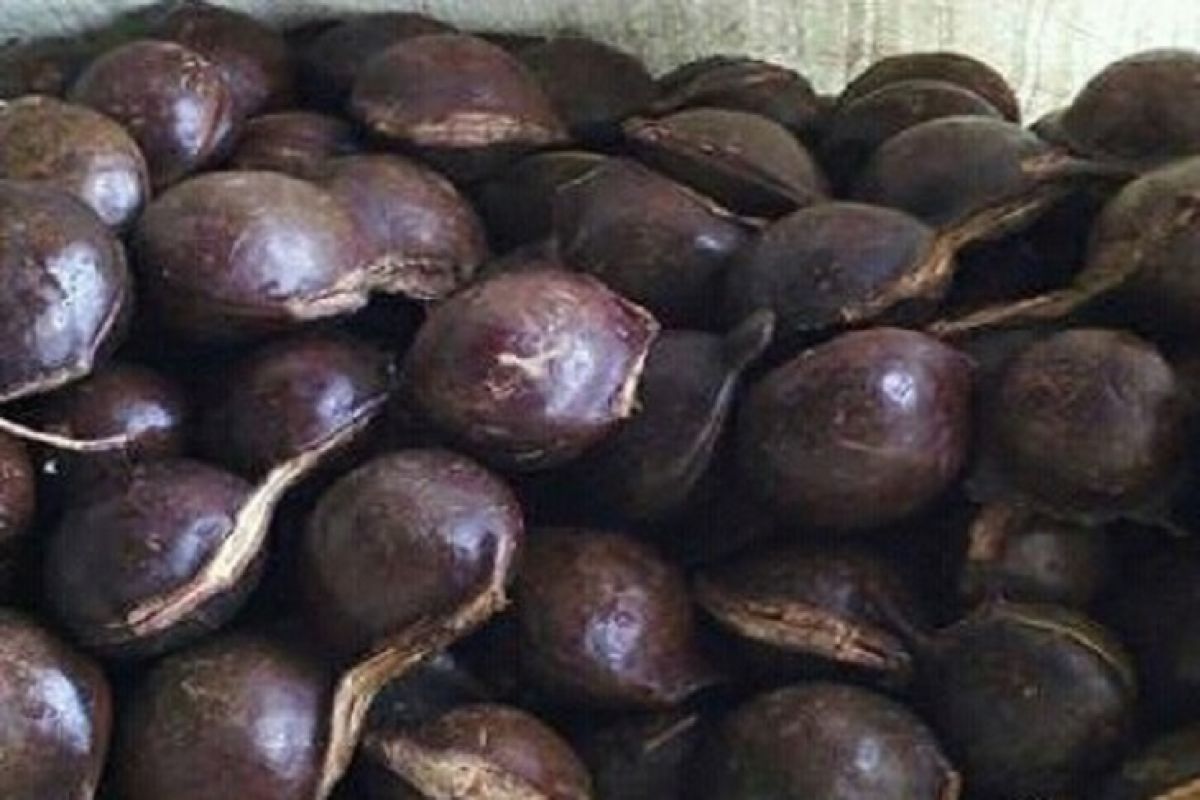 Kulit jengkol bisa jadi bahan pestisida alami