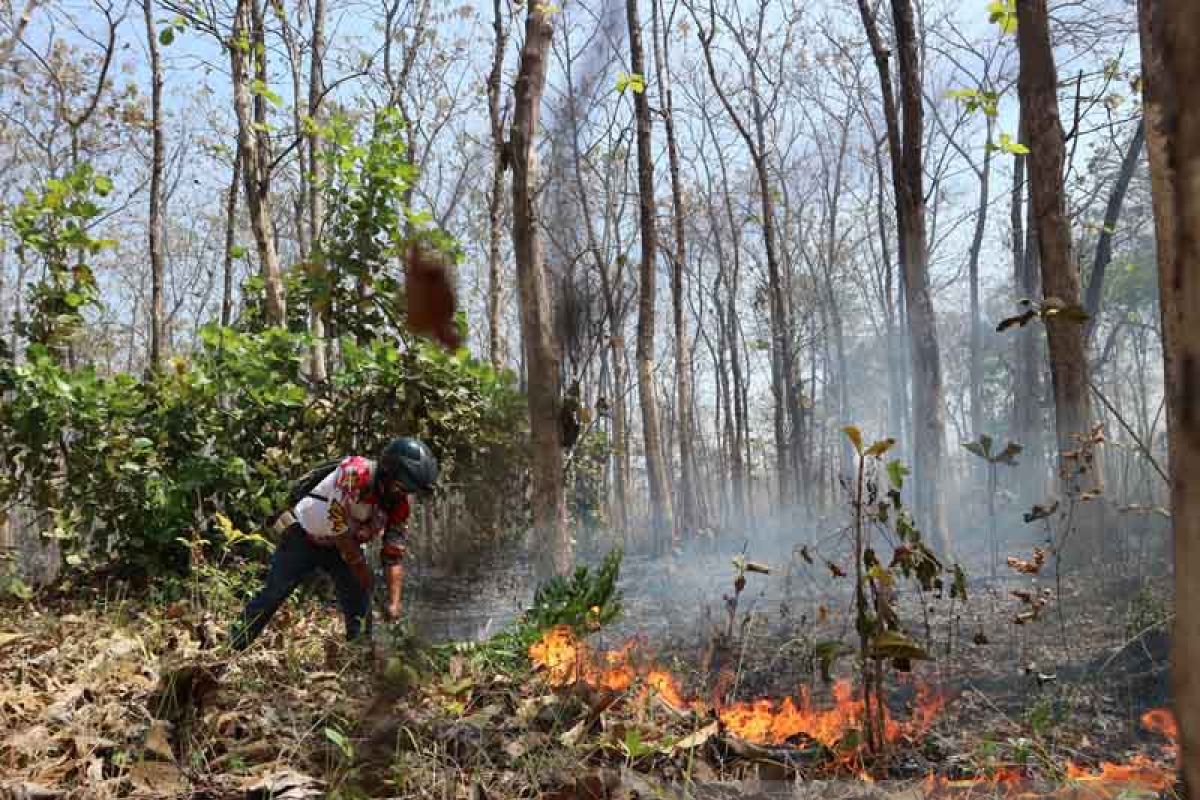 Hutan Kecamatan Parengan Tuban Acapkali Terbakar