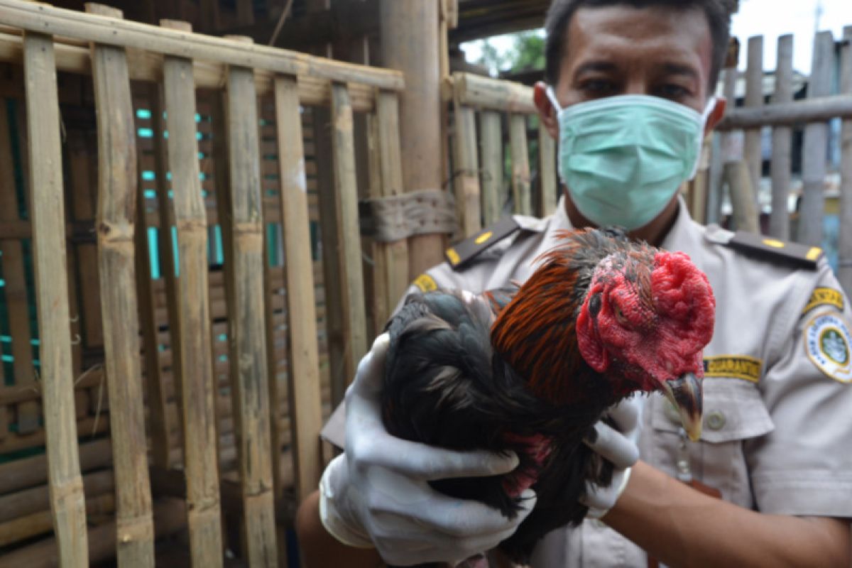 Kementan bantu rumah tangga miskin dengan bibit ayam