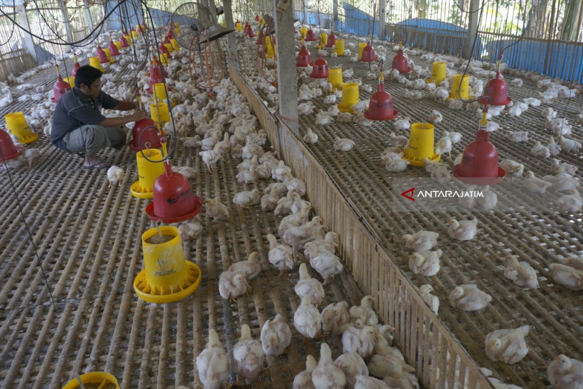 Harga jeblok, peternak di Kediri bagikan ayam potong kepada warga