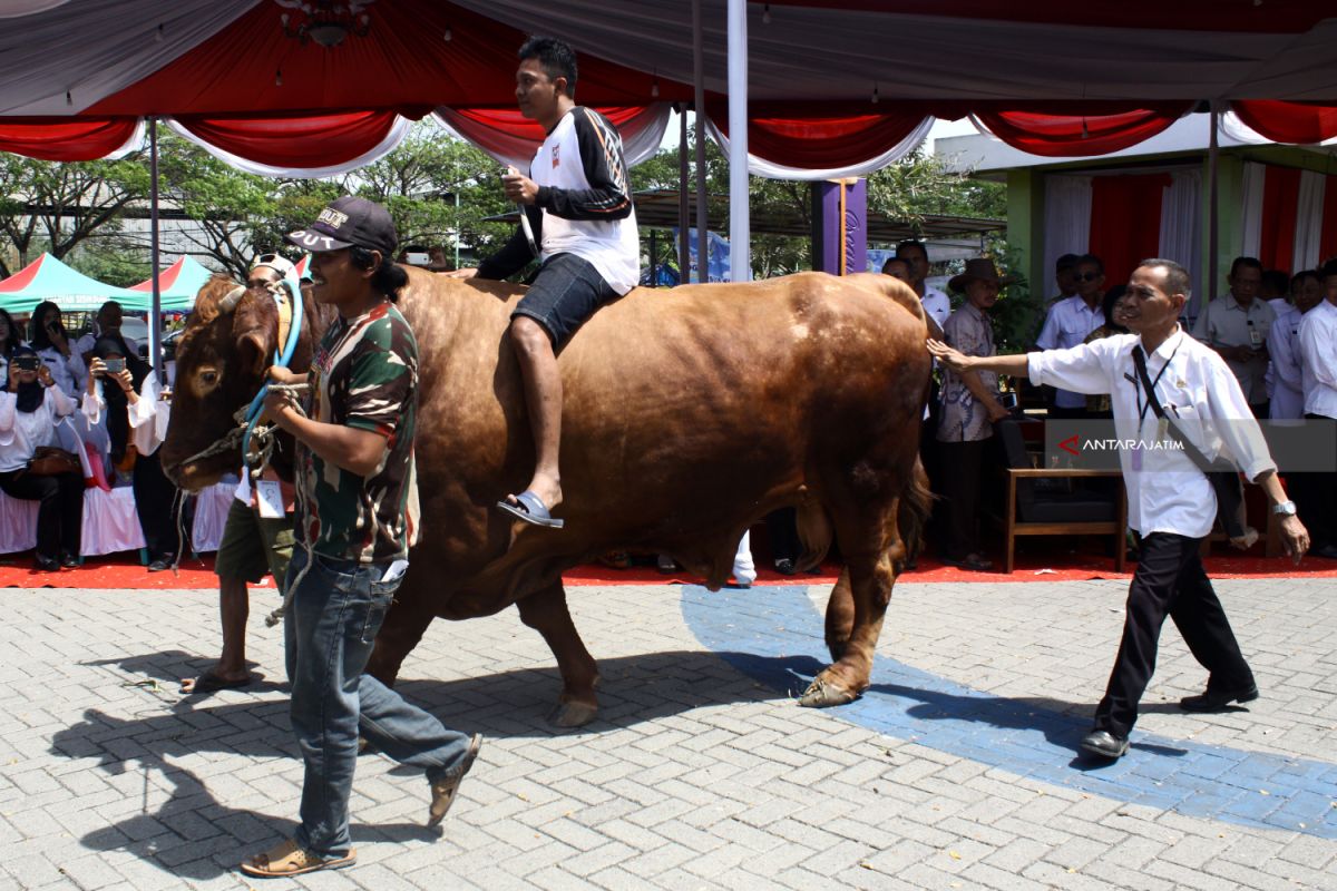 Sapi Kurban dari Jokowi di Jatim asal Lamongan