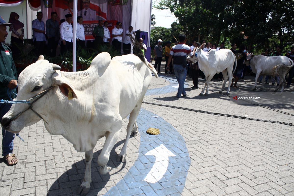 Pelaku usaha dilarang  potong sapi betina produktif