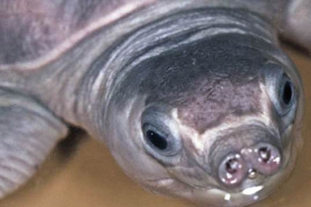 Indonesia pulangkan 596 kura-kura moncong babi endemik Papua dari Hong Kong