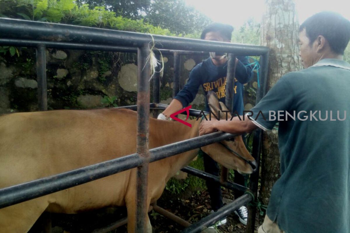 Harga hewan kurban di Rejang Lebong naik