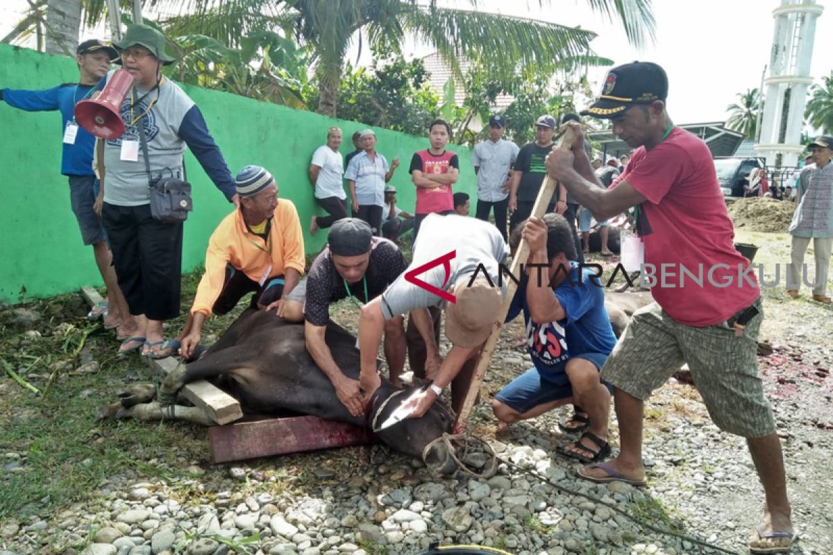 Pemotongan hewan kurban Bengkulu sampai 6.772 ekor