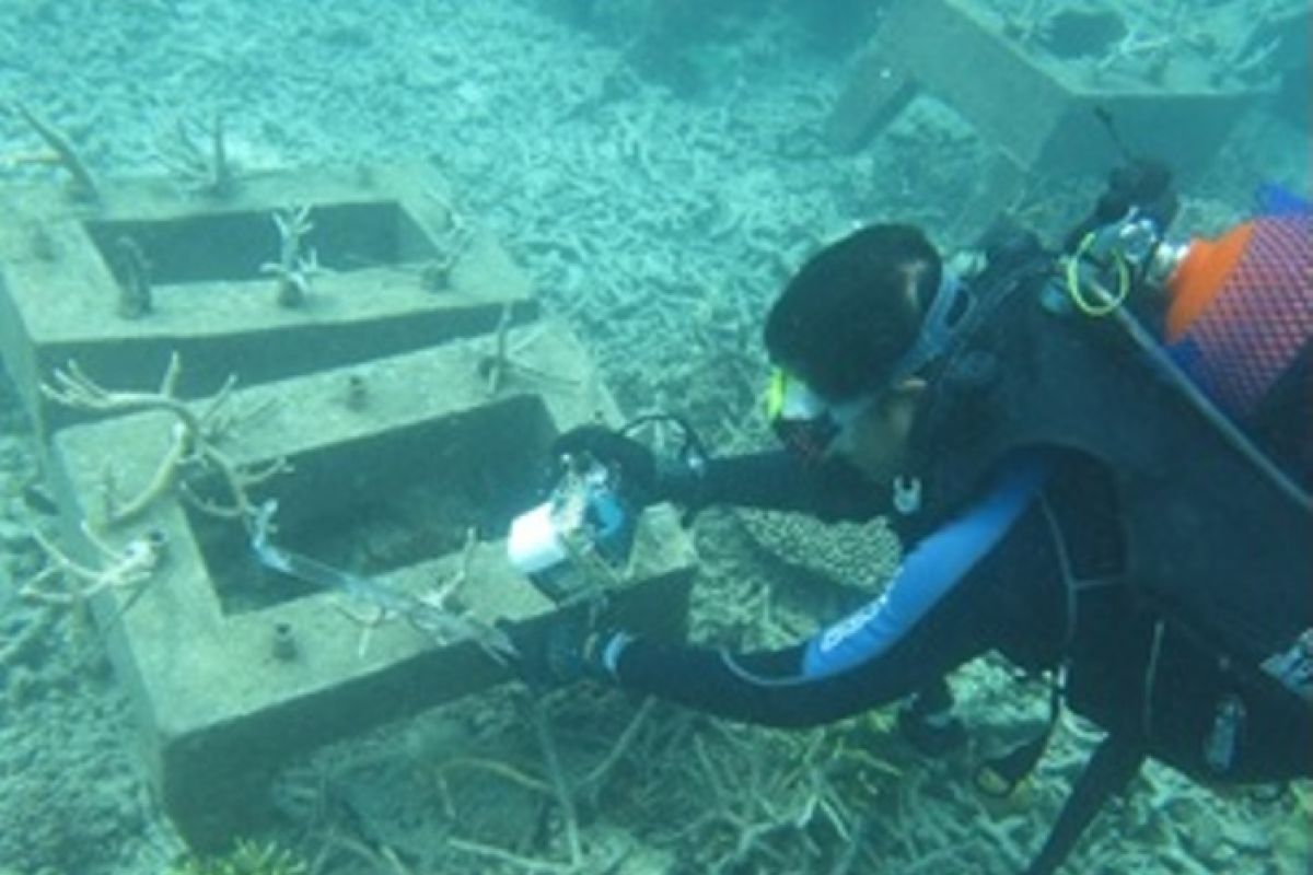 PKSPL IPB pantau terumbu karang di pulau Nyamuk Anambas