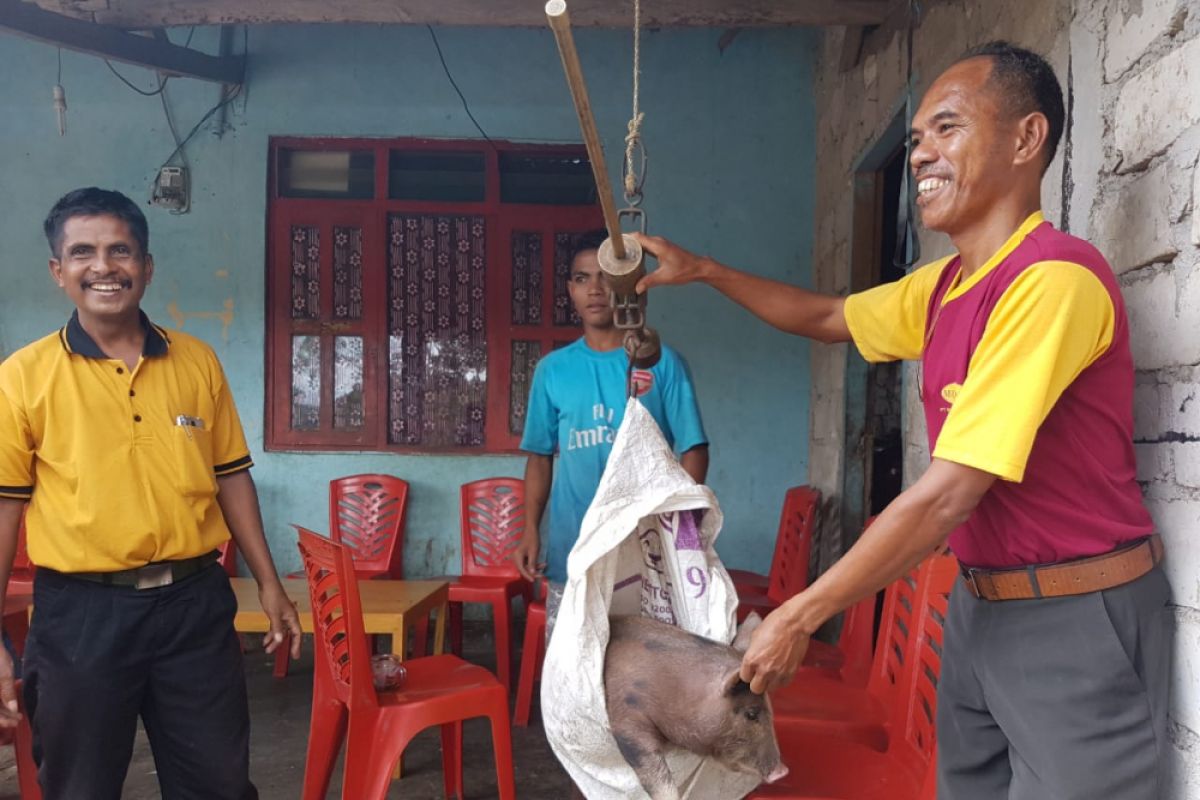Artikel - Kisah bidan ternak babi di Sumba Barat Daya