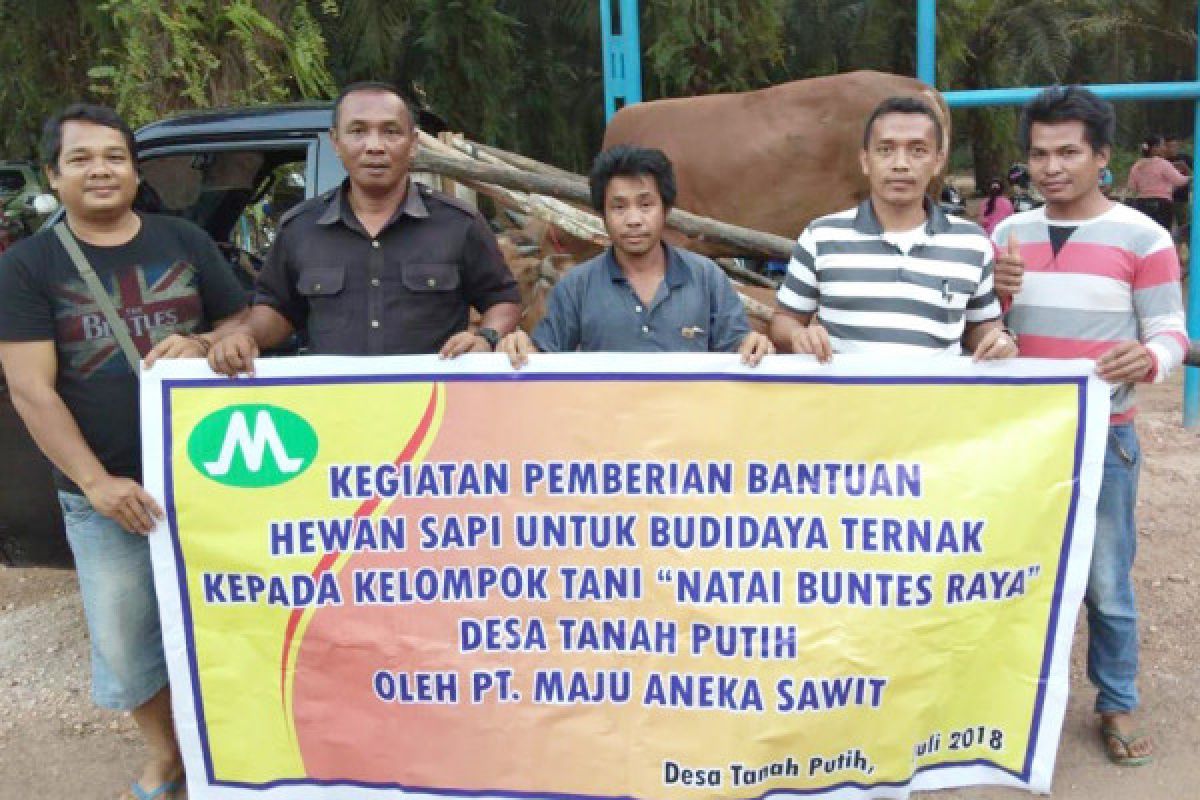 PT Maju Aneka Sawit sumbang empat sapi dukung pengembangan peternakan lokal