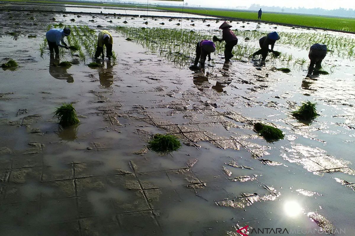 Distan Karawang: Belum ada sawah yang kekeringan