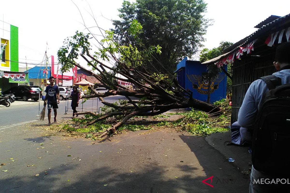 Pohon tumbang di Karawang hantam pengendara motor