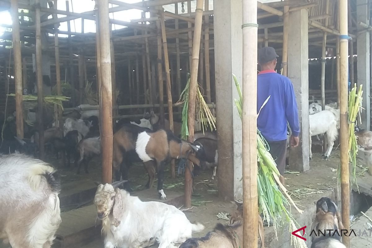 Jelang Idul Adha, harga kambing Etawa capai Rp6,5 juta
