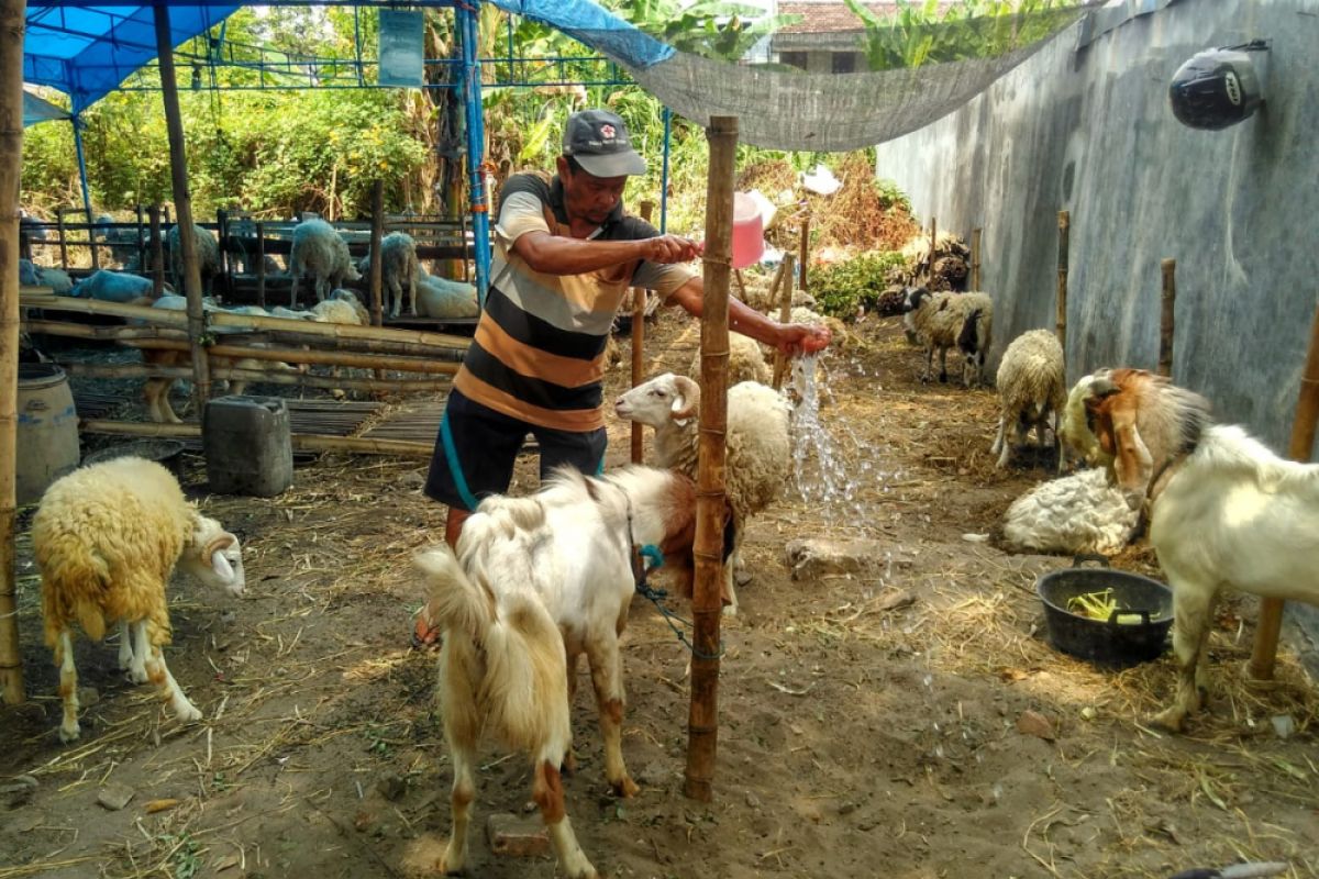 Omzet Pedagang Ternak di Bojonegoro Menurun