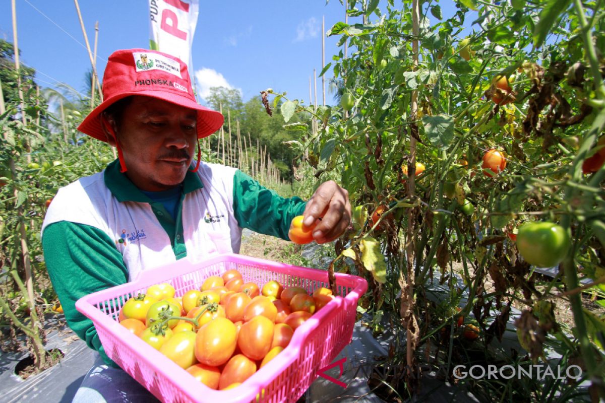 Pemkab Harap Demplot Tomat Tingkatkan Pendapatan Petani