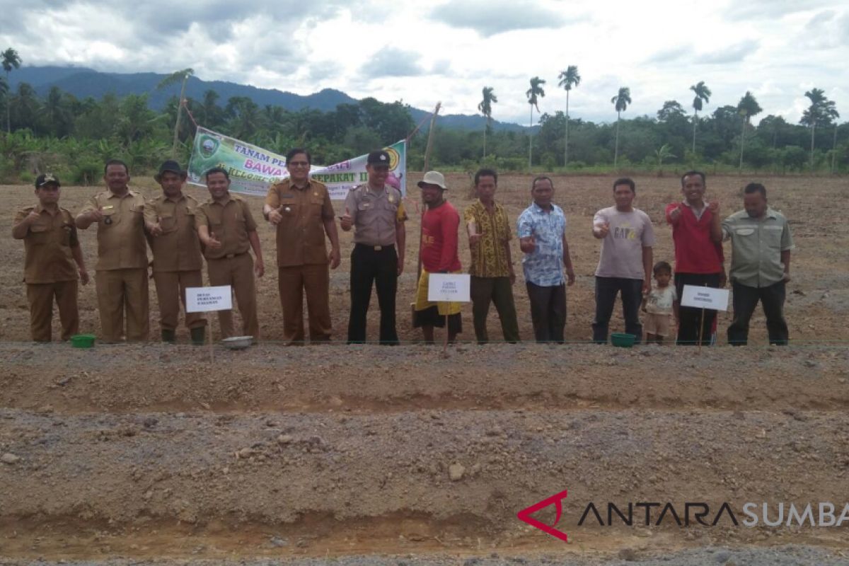 Petani Padanggelugur Pasaman galakkan tanam bawan merah