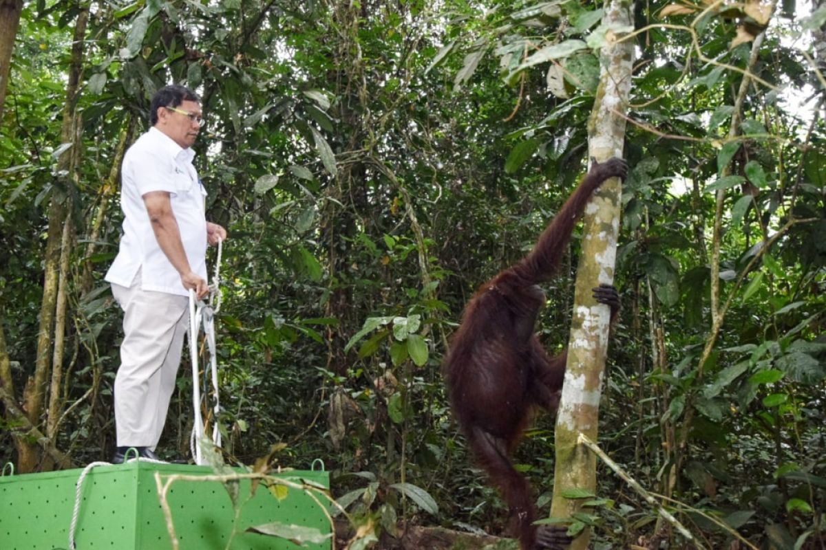 Pupuk Kaltim Bersama Balai TNK dan BKSDA lepas liarkan Orangutan