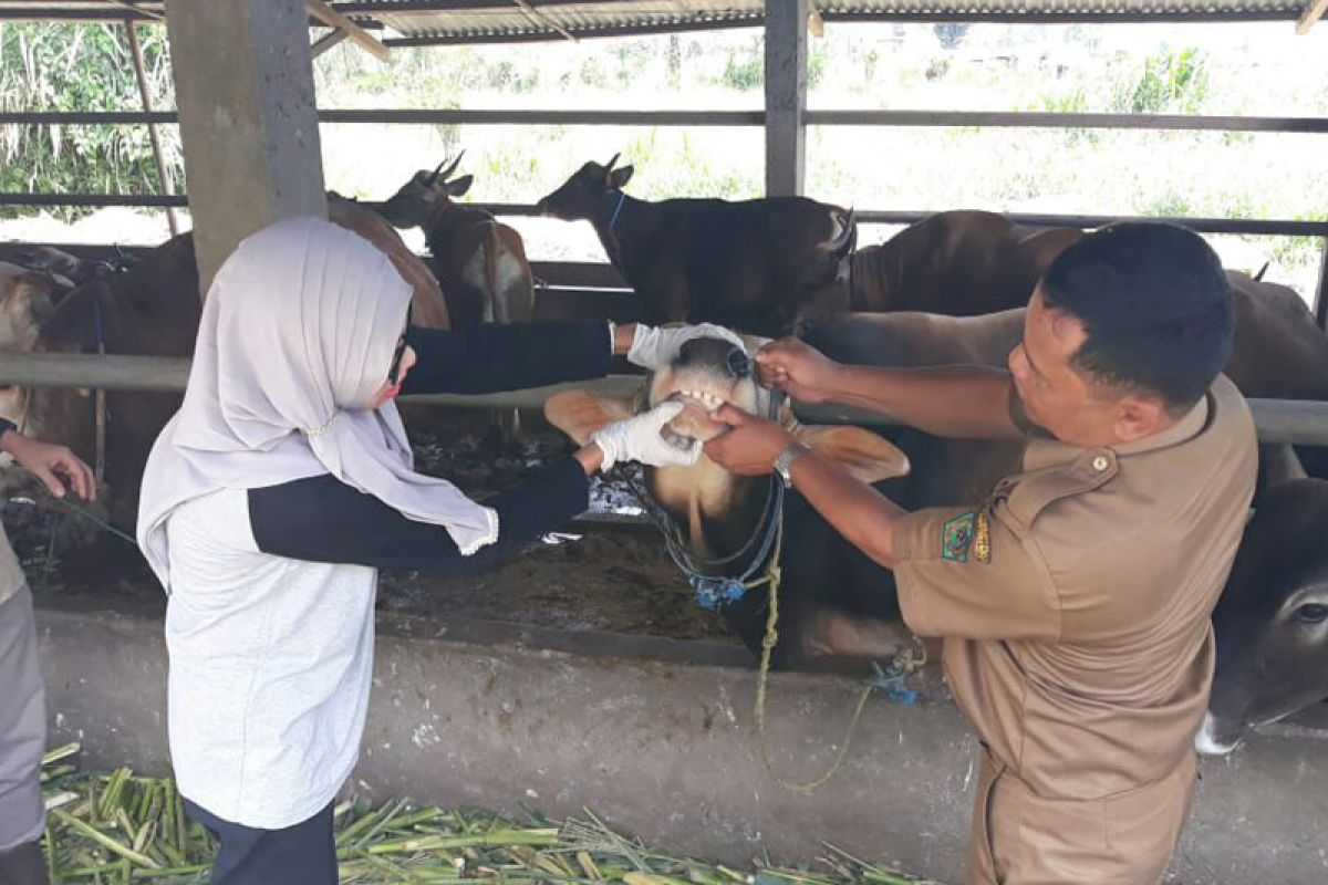 Puskeswan Curup pantau penyembelihan hewan kurban