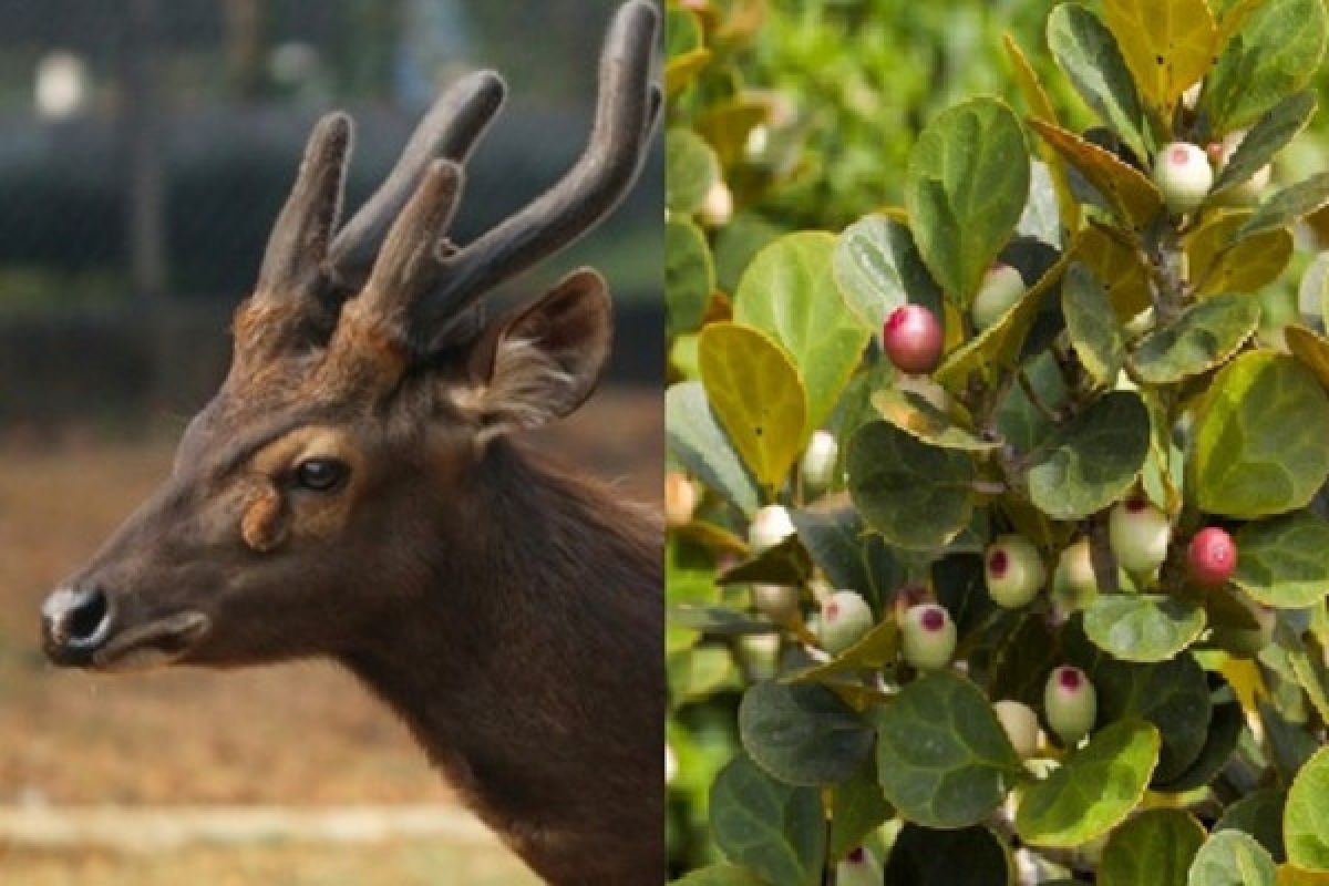 Pemkab Barut tetapkan Tabat Barito dan Rusa Sambar jadi maskot