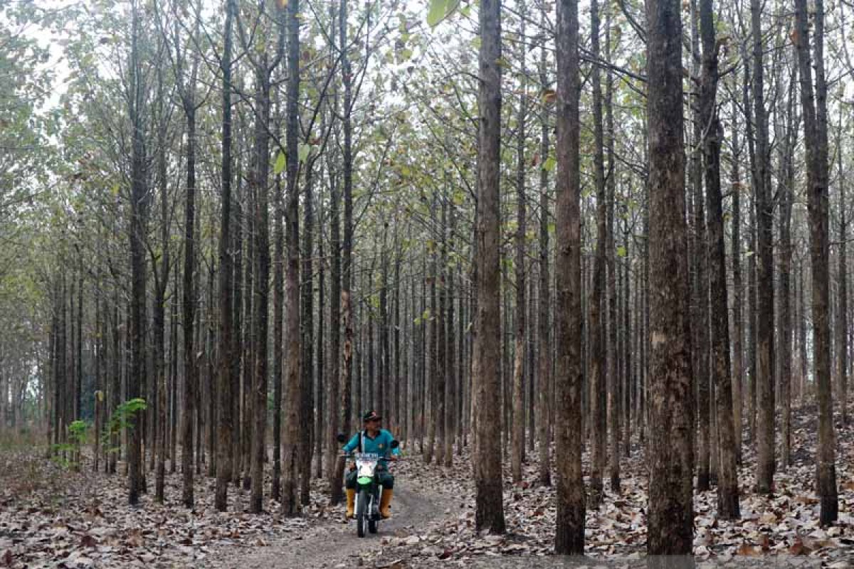 Balai Bengawan Solo  akan Bayar Tegakan Jati Rp23,5 Miliar