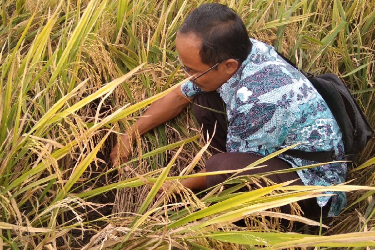 Dinas Pertanian Tulungagung Pantau Serangan Hama Wereng