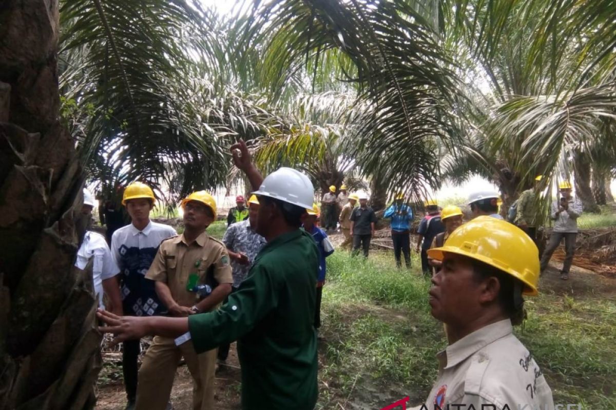 Studi IUCN : Kelapa Sawit sembilan kali lebih efisien dalam penggunaan lahan