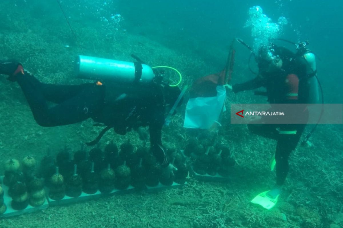 Transplantasi Terumbu Karang dari Batok Kelapa Diuji Coba di Probolinggo