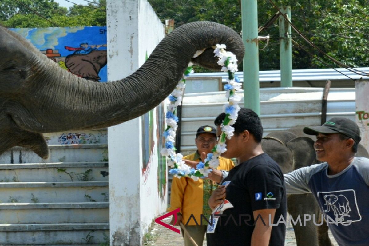 Gajah Lampung kalungi bunga Andre Wartabone