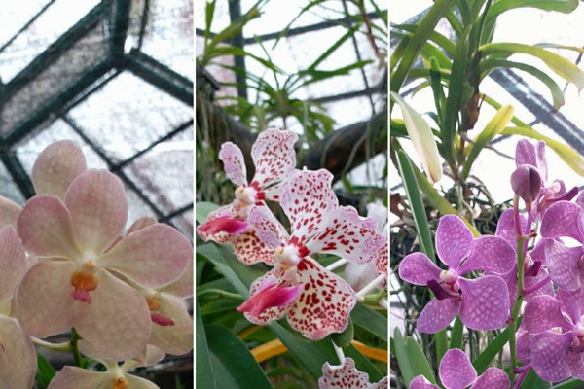 142 rare orchids planted in Bangka Belitung for flora preservation