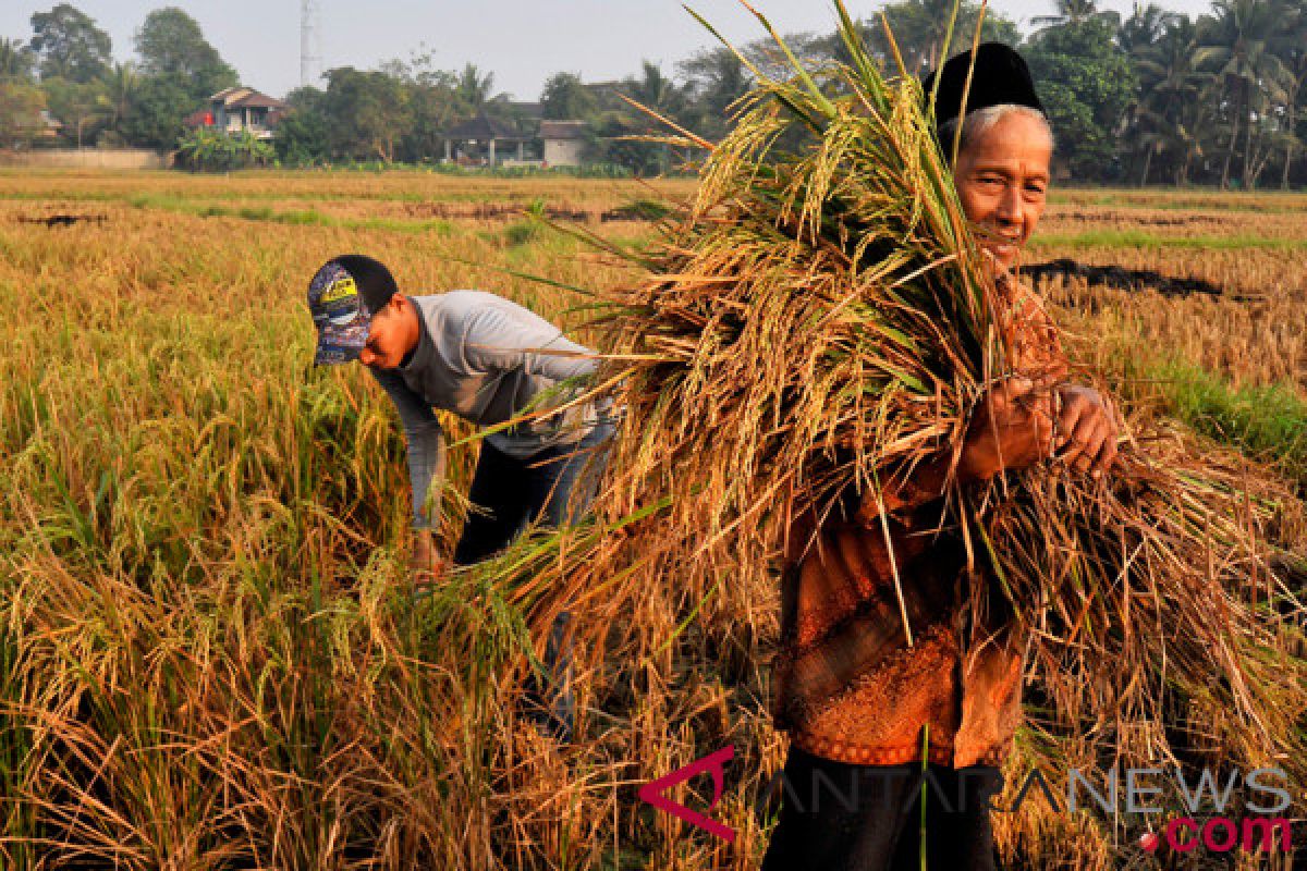 Kementan catat tujuh provinsi alami defisit beras