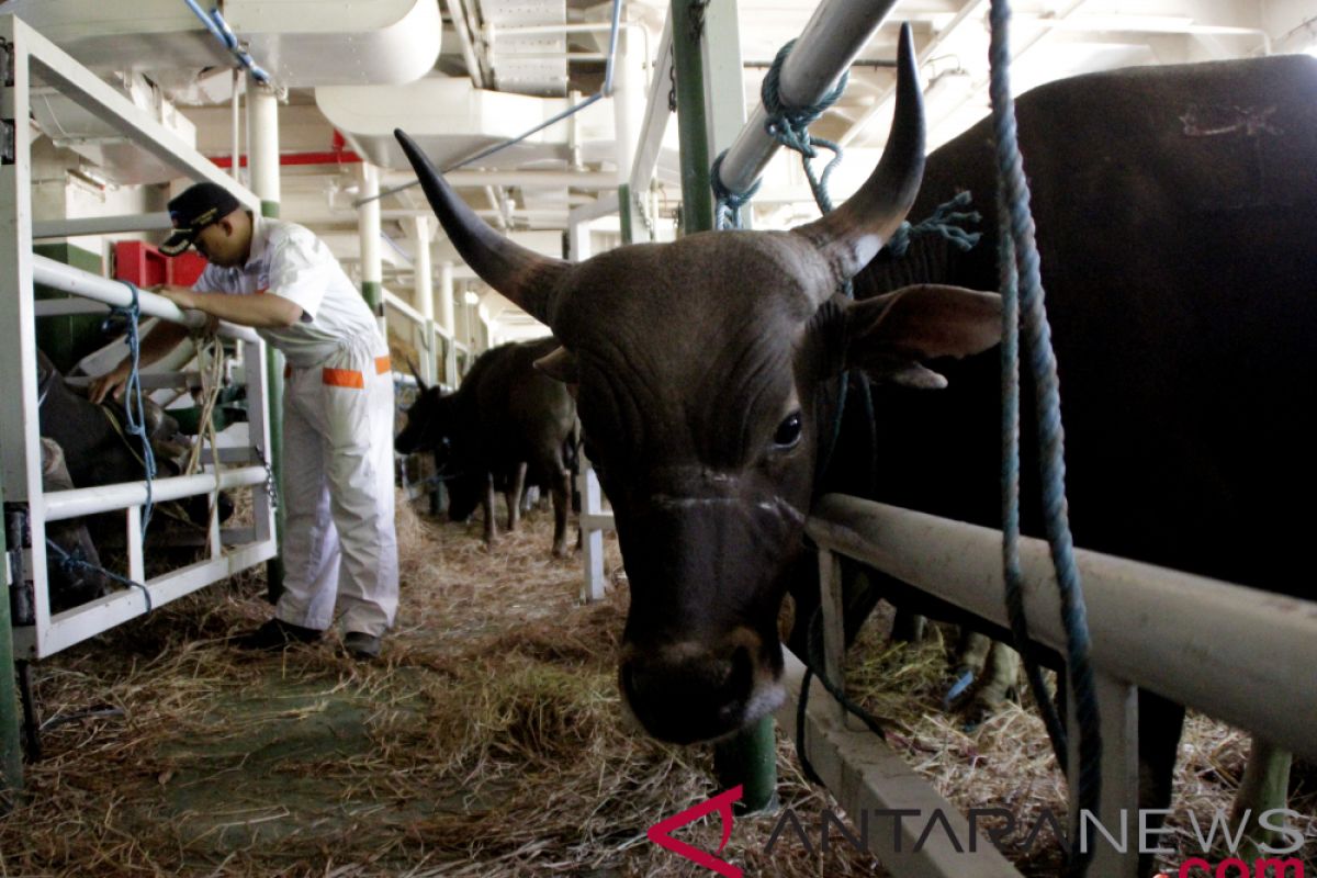 11.000 sapi dari NTT untuk kebutuhan Idul Adha di Jakarta dan Kalimantan