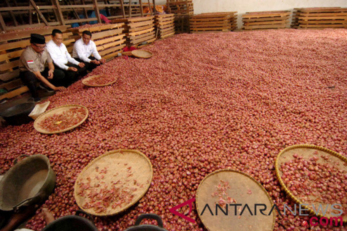 Kementan dorong petani produksi bawang merah kualitas ekspor